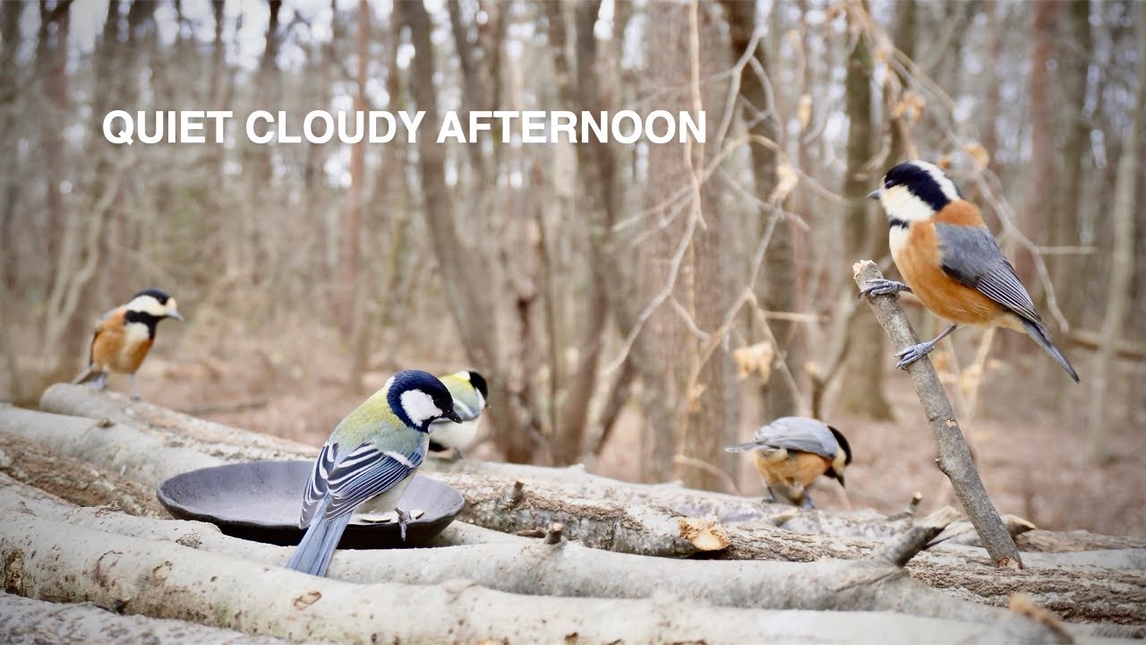 Cold Cloudy Early Afternoon at the Bird Feeder | Started at 12 PM, 2.2°C / 36.0°F