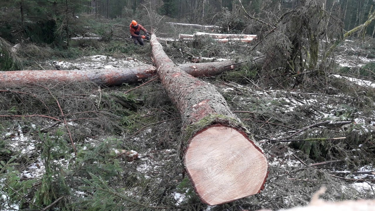 Kvistning med Husqvarna 572