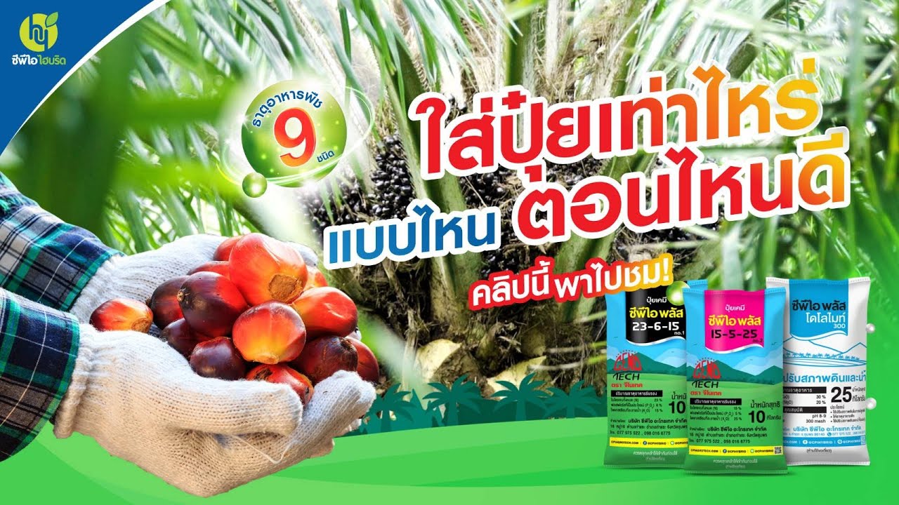 ปุ๋ยคือสื่งสำคัญสำหรับสวนปาล์ม ต้องใส่ในปริมาณที่พอเหมาะ แล้วต้องใส่ปุุ๋ยเท่าไหร่ดี คลิปนี้พาไปชม!