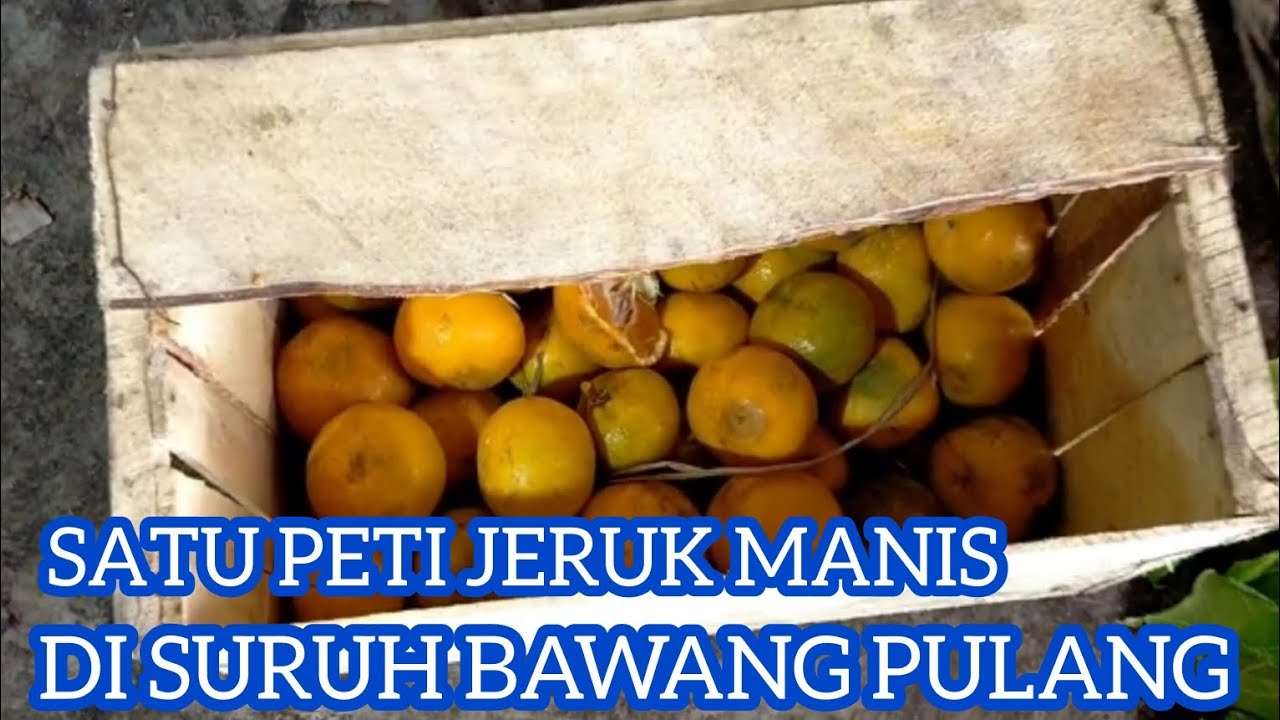 1 PETI JERUK MANIS LANGSUNG DI BAWA PULANG 😅😂