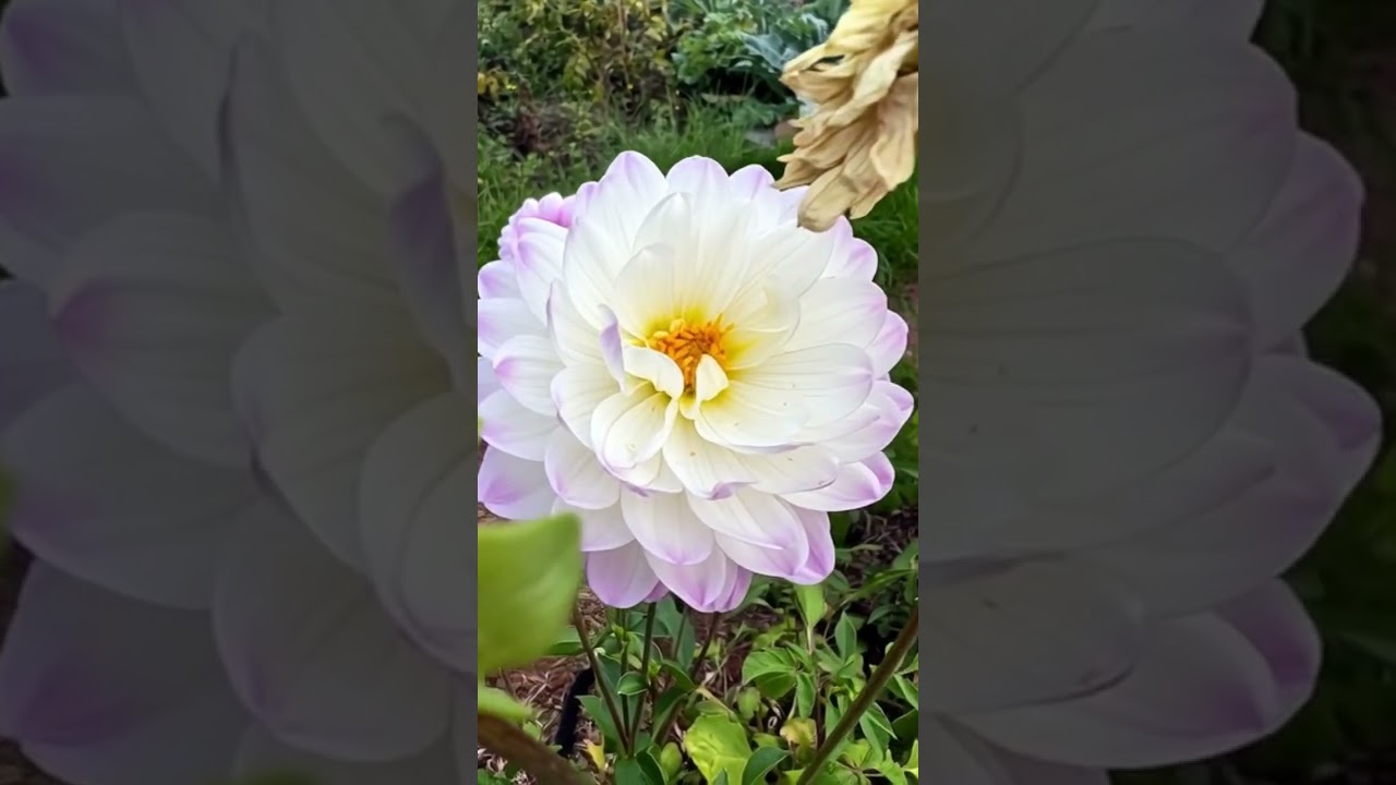 Canada&rsquo;s Flower collection 🇨🇦