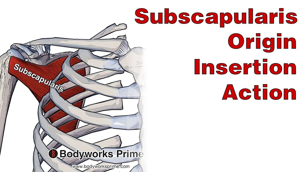 Subscapularis Anatomy: Origin, Insertion & Action
