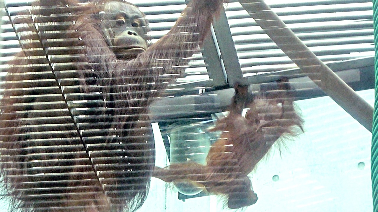 戻ることも進むこともできなくなったキーボーの見守りをするチェリア・オランウータン　2026/02/05