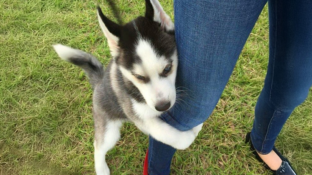 Huskies are the Queens of All Drama!
