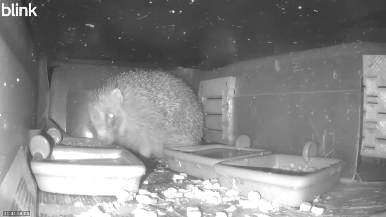 Wild Life Cam Night Of 02 02 2026