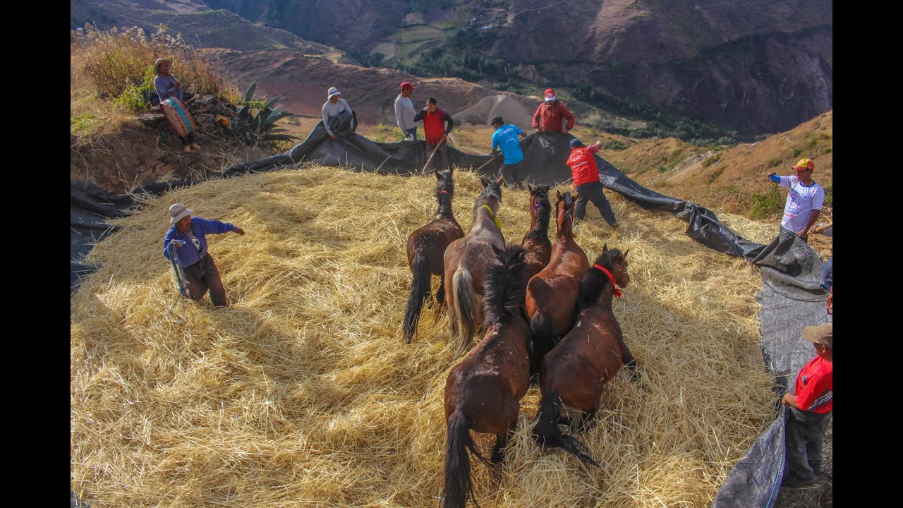 AGRICULTORES REVALORAN COSTUMBRE ANCESTRAL DE COSECHA Y TRILLA DE TRIGO EN EL DISTRITO DE HUACCHIS