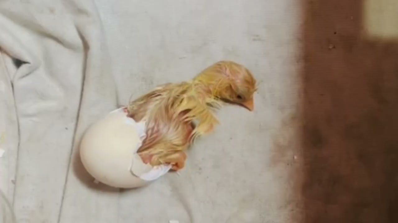 কনি ফাটি পোৱালি ওলাইছে! Assamese Poultry Hatching Live#লোকেল_কুকুৰা#লাইভ_হেচিং#birds #PoultryFarming