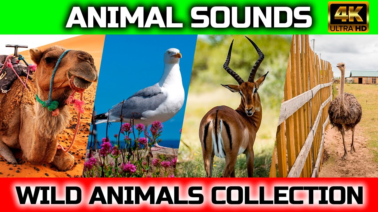 Animal Sounds: camel, gull, antelope, starus, rabbit / Animal moments