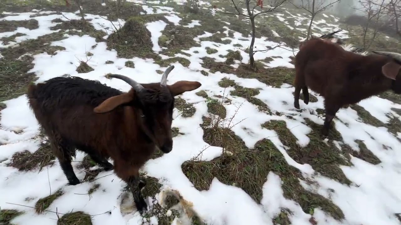 🐐 Keçilerimi orman turuna çıkarttık kızımla🤗