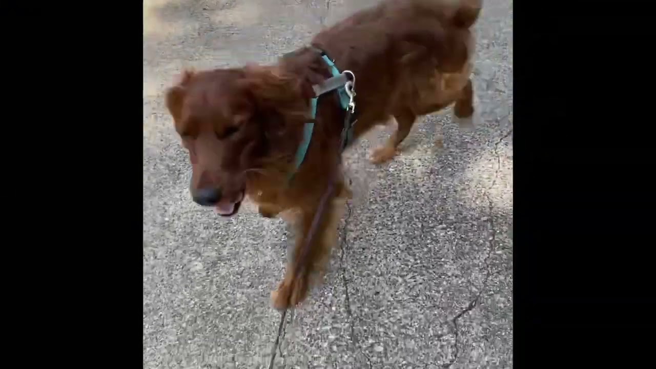 Circle Walking (credit to Denise Fenzi)