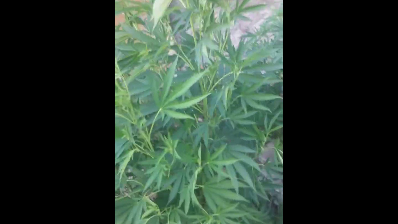 Beautiful cannabis plant