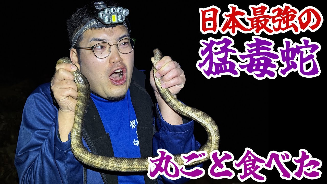日本最強の猛毒蛇、丸ごと食べた