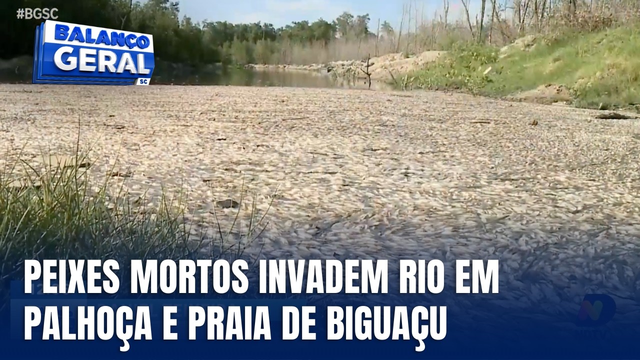 Peixes mortos reaparecem em rio e praia na Grande Florianópolis