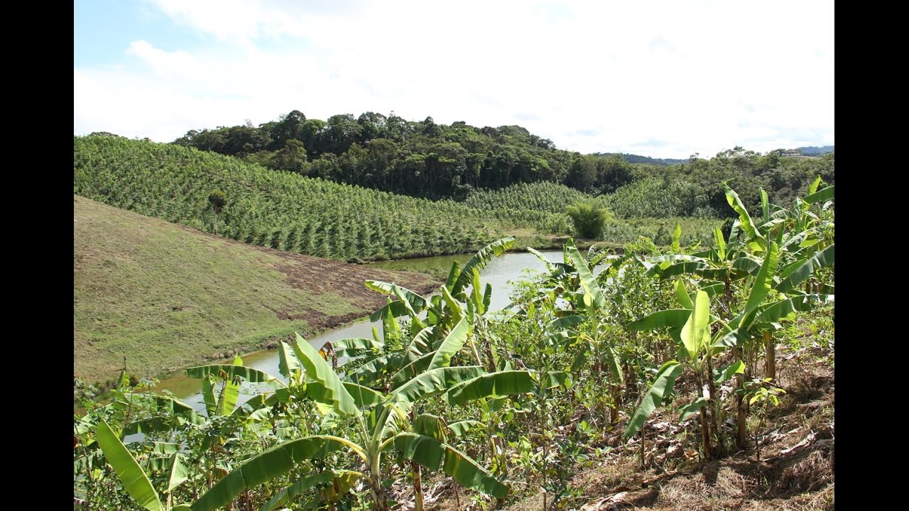 Plantio de Guanandi e Mogno Africano - Maraú - Expedição Bahia