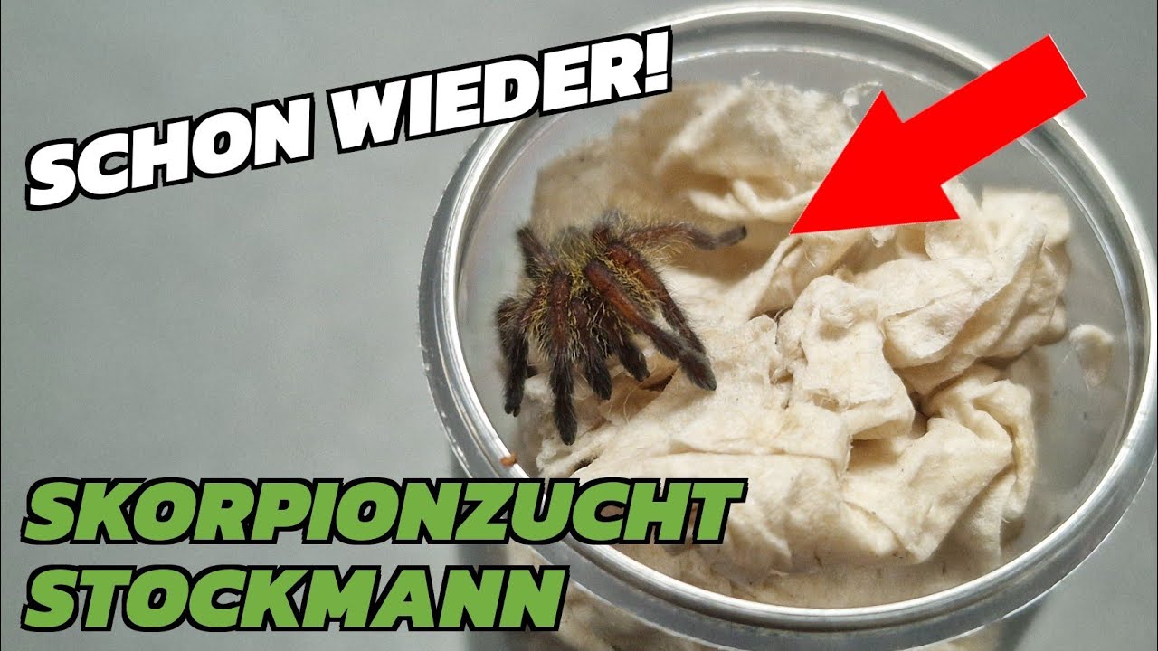 Schon wieder Afrikaner von Skorpionzucht Stockmann - UNBOXING