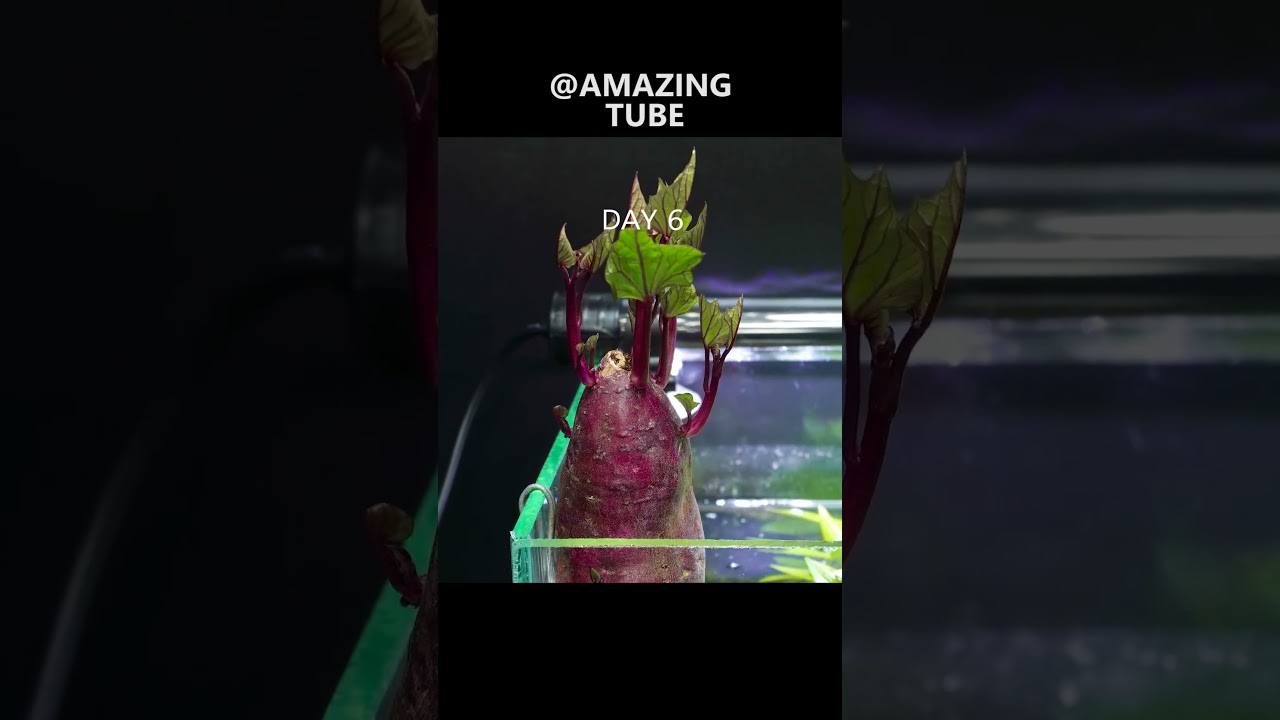 Growing Sweet Potato In Fish Tank - Time Lapse