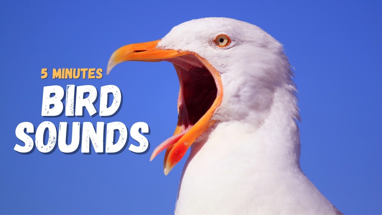 Real Bird Sounds ASMR 🌿 | Natural Wildlife Sounds 