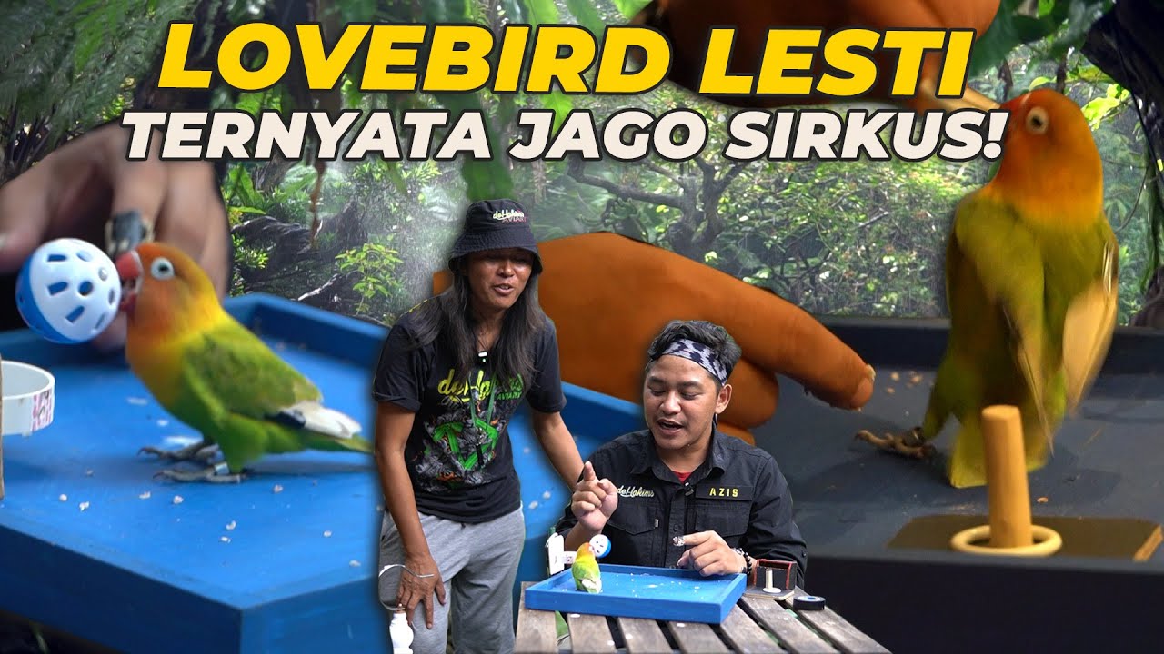CUMAN SEHARI DOANG ❗ AJARIN LOVEBIRD LESTI SIRKUS😱
