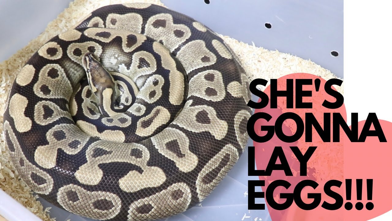Breeding Ball Pythons pt 4: Post Ovulation Behaviors - What if I didn't see my BP ovulate?