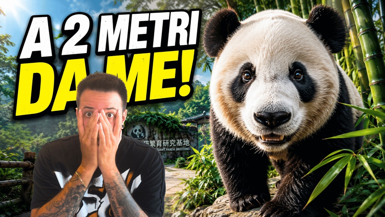 Dentro la Chengdu Panda Base 🐼 – Ricerca, conservazione e panda giganti veri 🇨🇳