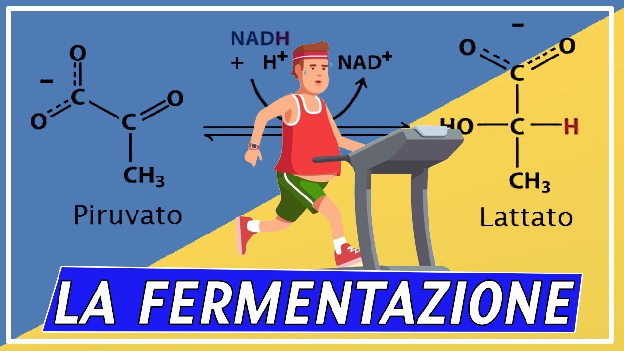 Differenza tra Fermentazione Lattica e Alcolica | Pillole di Scienza