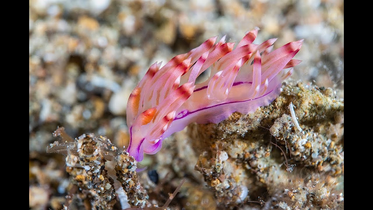 Serata con Mario Caprari - I parte