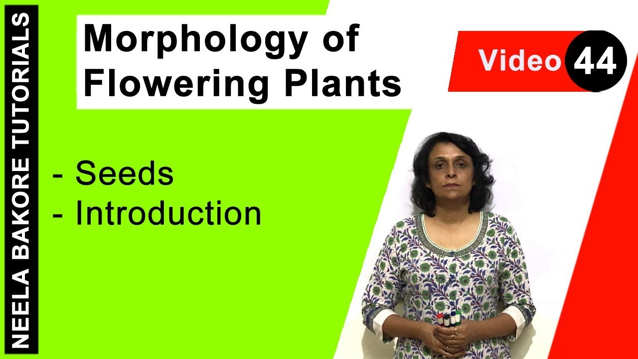 Morphology of Flowering Plants | NEET | Seeds - Introduction | Neela Bakore Tutorials