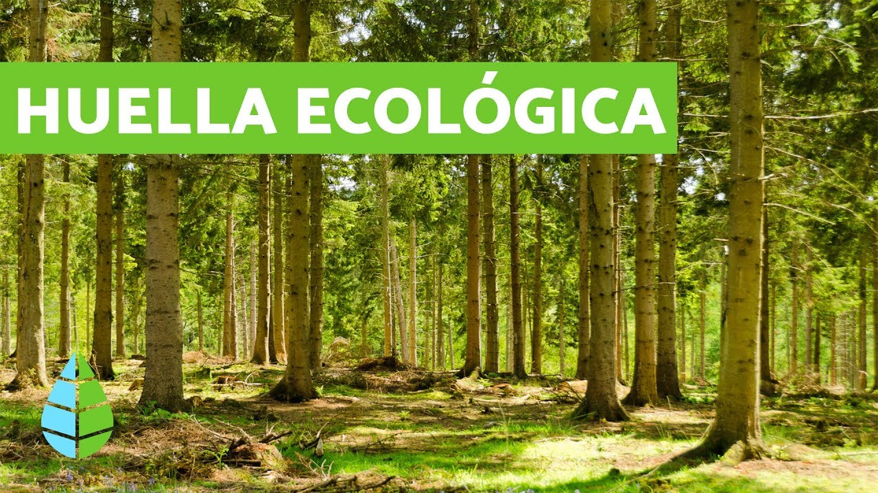 &iquest;Qu&eacute; es la HUELLA ECOL&Oacute;GICA? 👣 CALCULAR huella ecol&oacute;gica