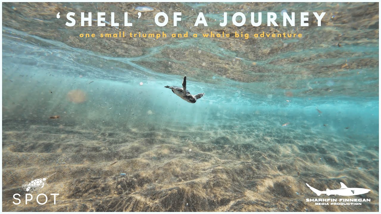 'Shell of a Journey' - How does a baby turtle reach the sea?