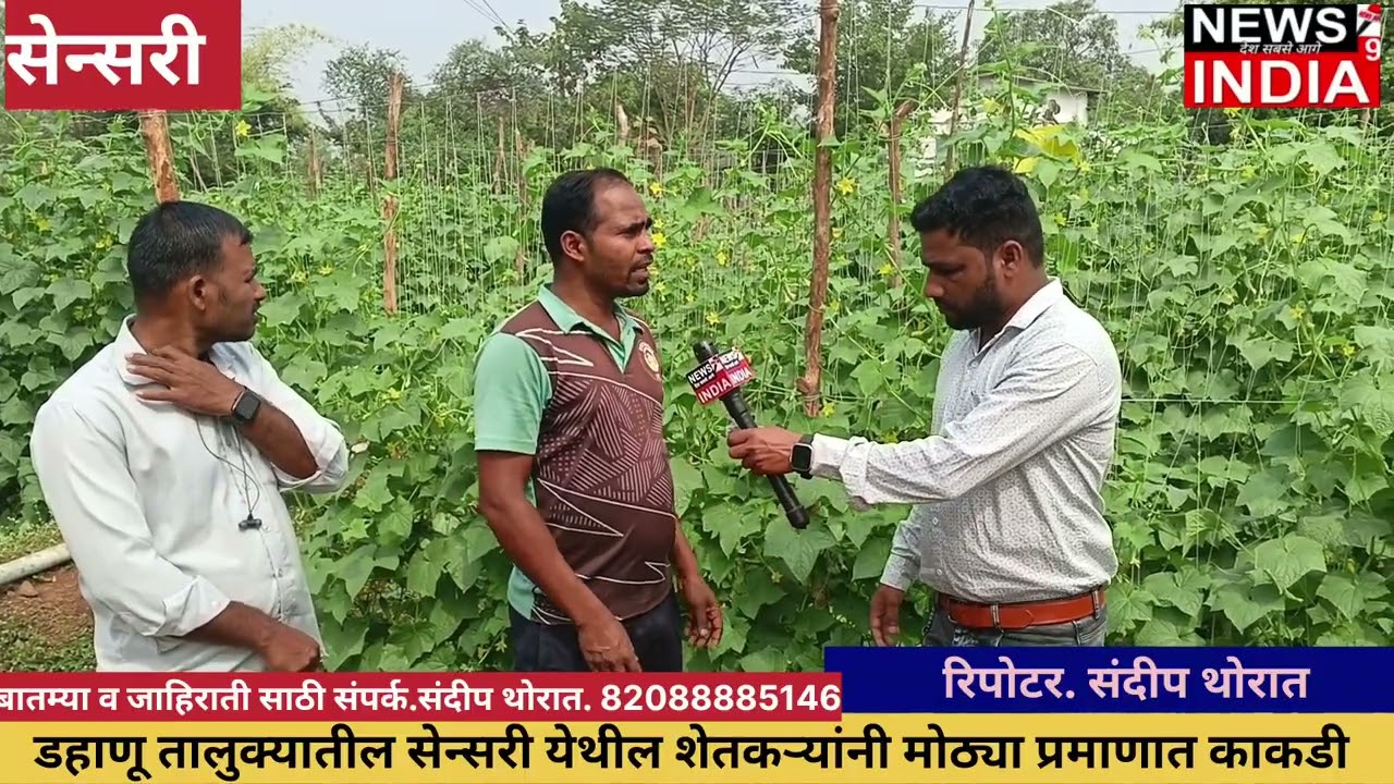 डहाणूच्या सेन्सरी गावातील शेतकऱ्यांचा मोठा बदल! गवार सोडून आता काकडीच्या शेतीतून लाखो रुपयांची कमाई.
