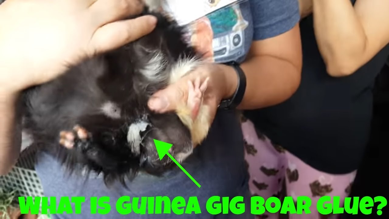 Guinea Pig 