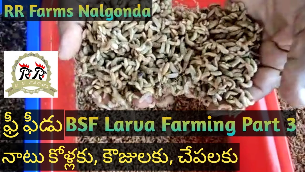 BSF Larva Farming Part 3