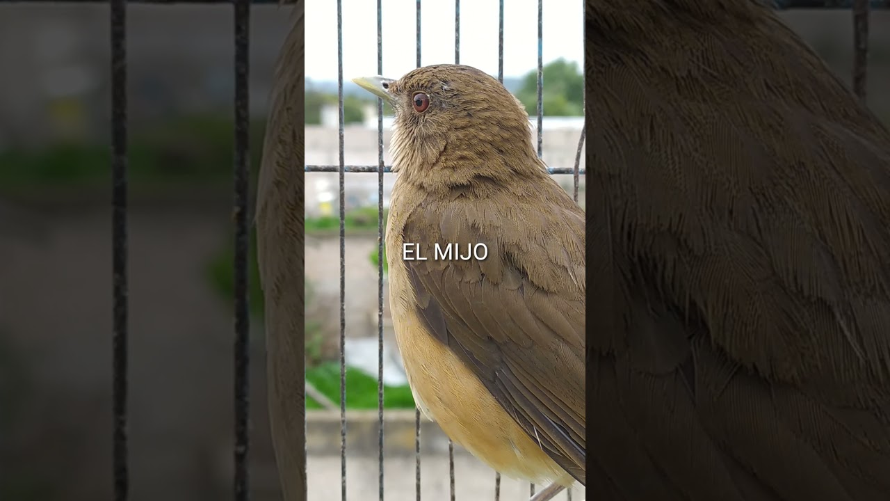 primavera cafetera (khrizz el mijo)