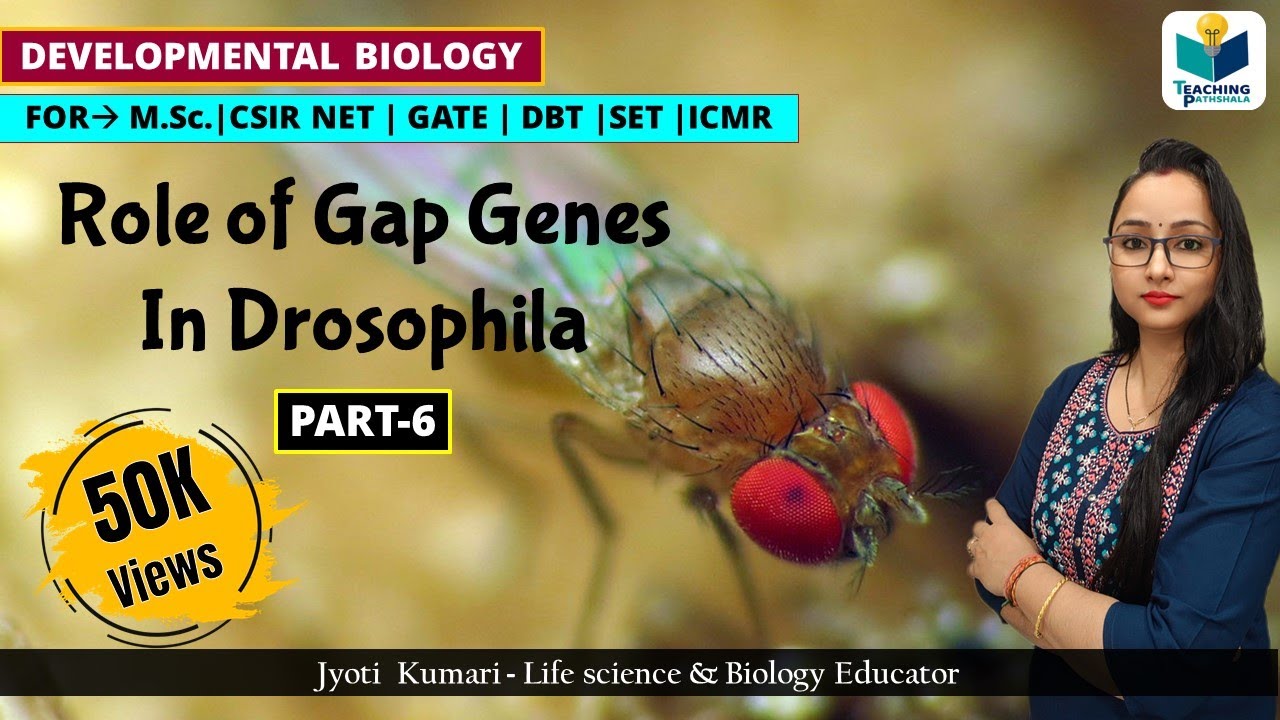 GAP GENES | ZYGOTIC/SEGMENTATION GENES OF DROSOPHILA(PART-6) | CSIR NET| DEV BIO
