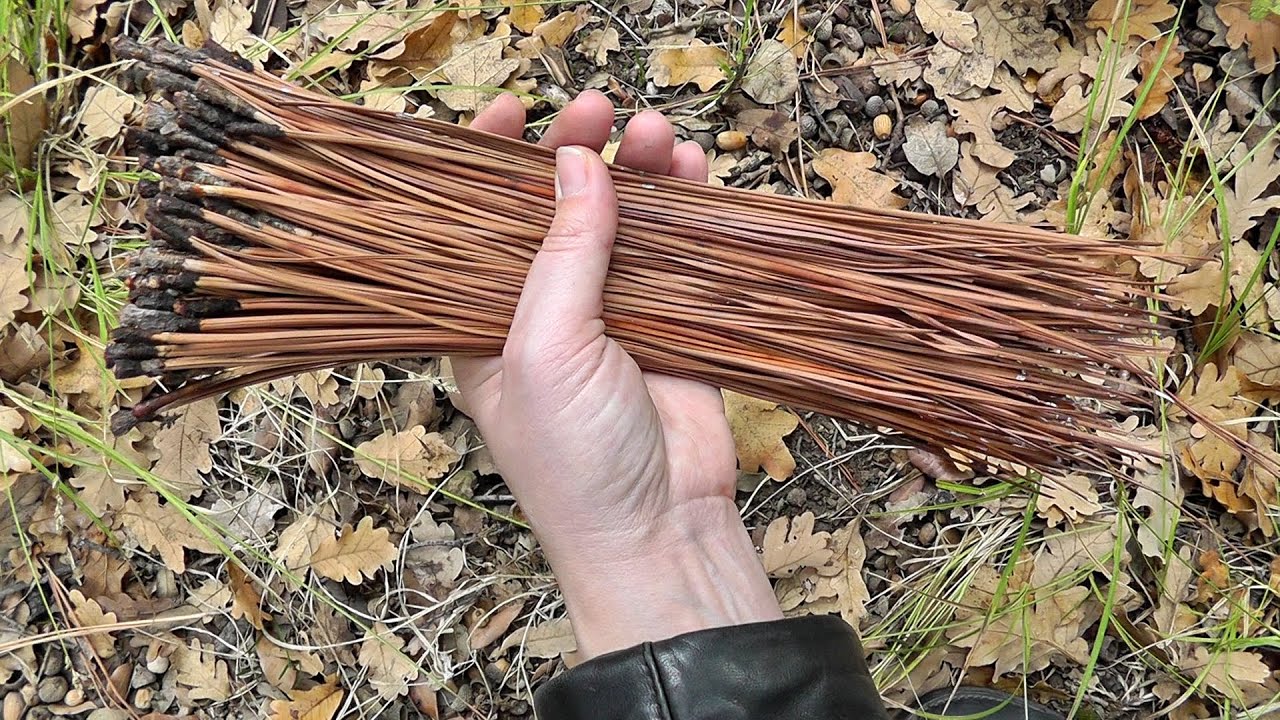 Сбор и подготовка сосновых иголок к плетению
