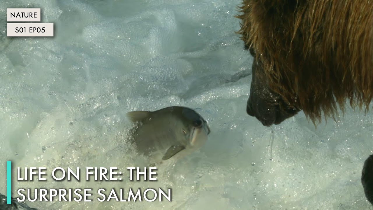 Life On Fire: The Surprise Salmon