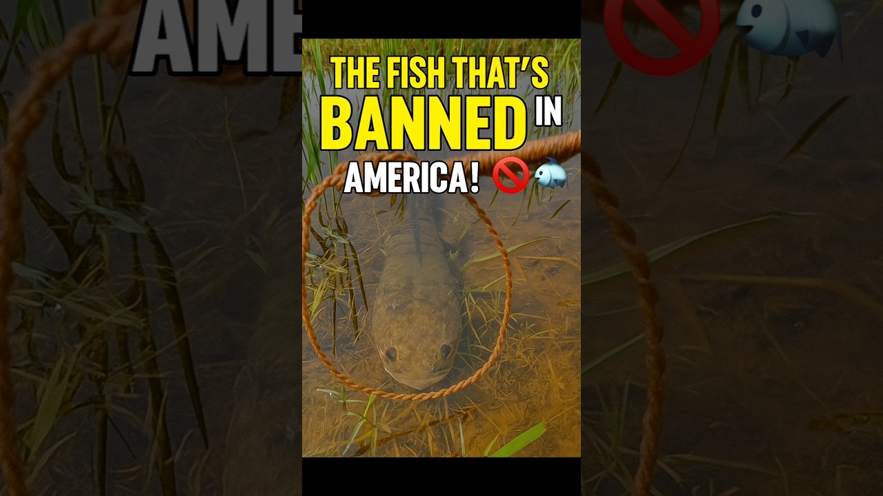 🚫 The Fish That’s ILLEGAL in America! 🐟
