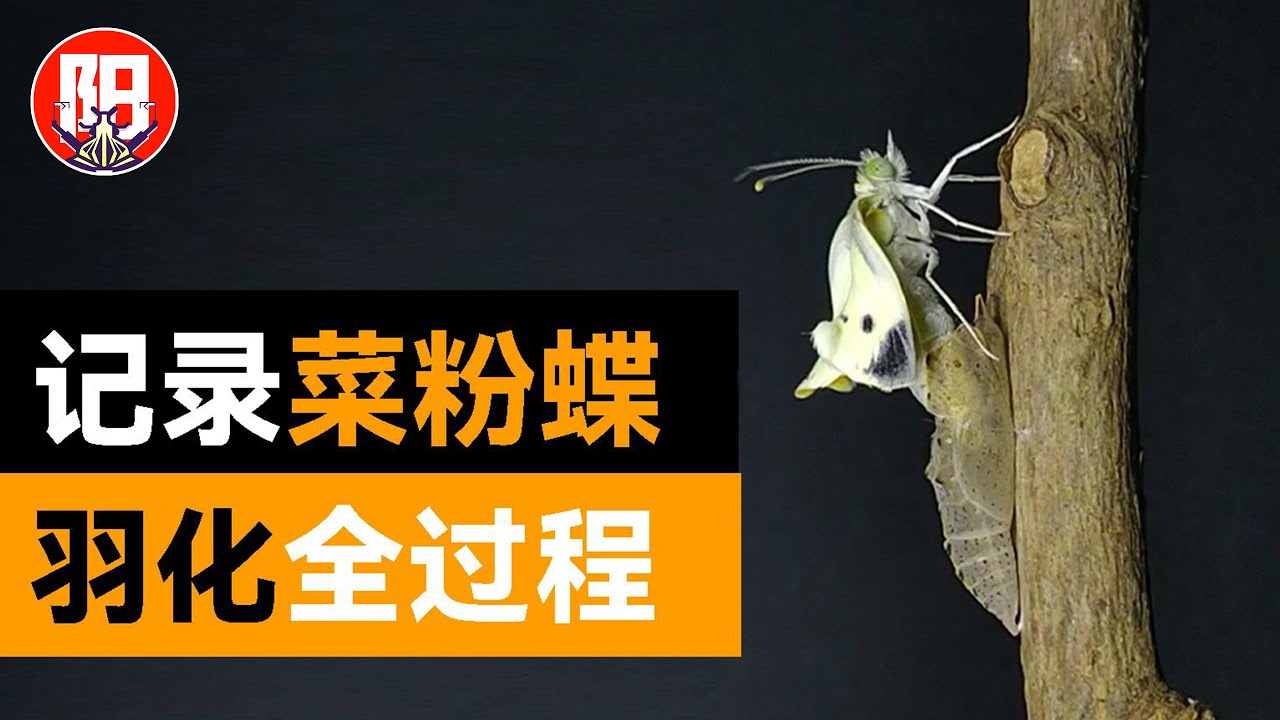 白粉蝶羽化实录！路边常见的&ldquo;白蝴蝶&rdquo;是怎么来的？| 小阳的昆虫世界