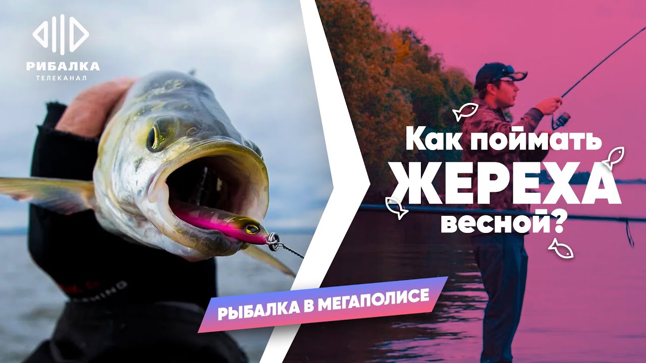 Жерех. Как поймать жереха весной? — Рыбалка в мегаполисе | Телеканал Рыбалка