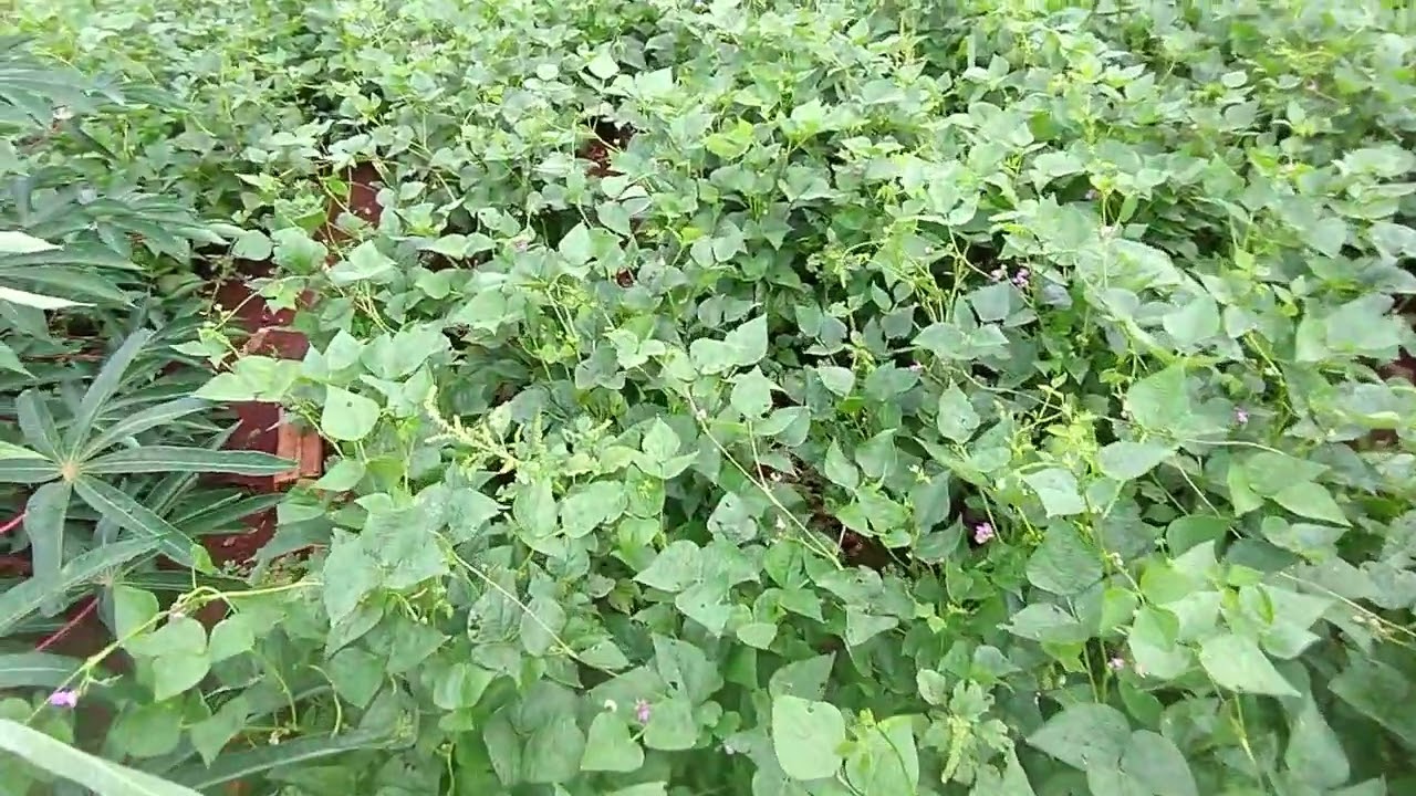 Rendeu a colheta das melancias