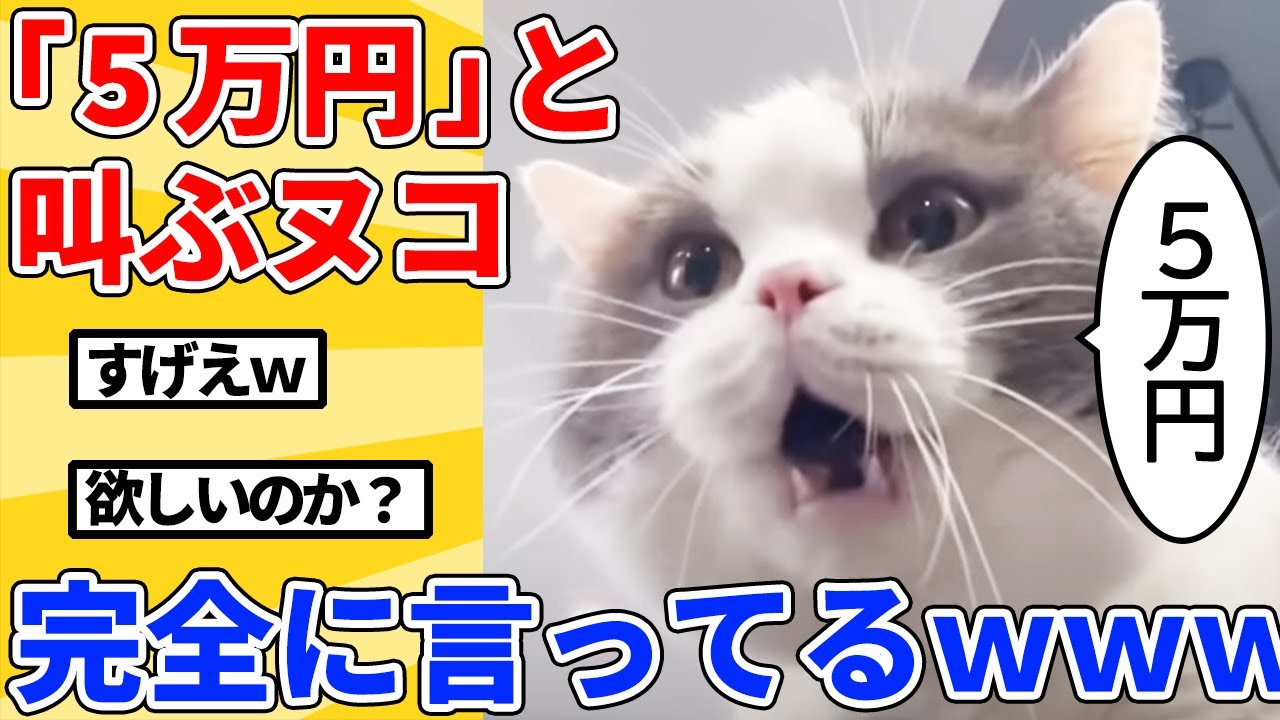 【2ch動物スレ総集編】「5万円」と鳴くヌコが面白すぎるｗｗｗｗｗ