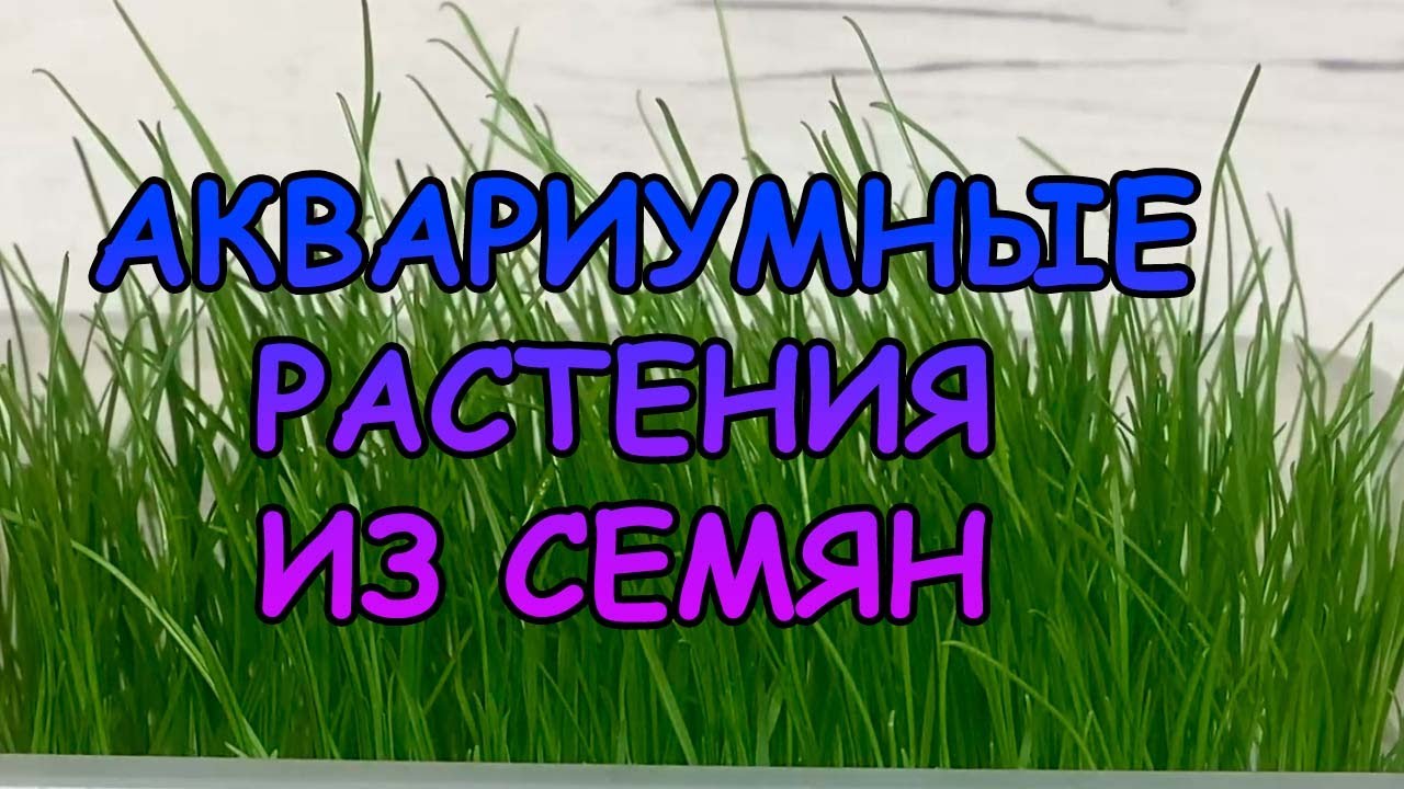 Выращивание аквариумных растений из семян. Реально ли? #АКВАМЕН #СВОИМИ_РУКАМИ