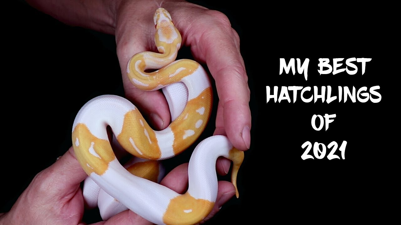 See my Best Ball Python Hatchlings of 2021!