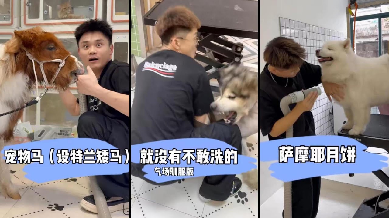 宠物马设特兰矮马 #宠物洗护 #宠小哥洗护 #宠物洗 #宠小哥洗护