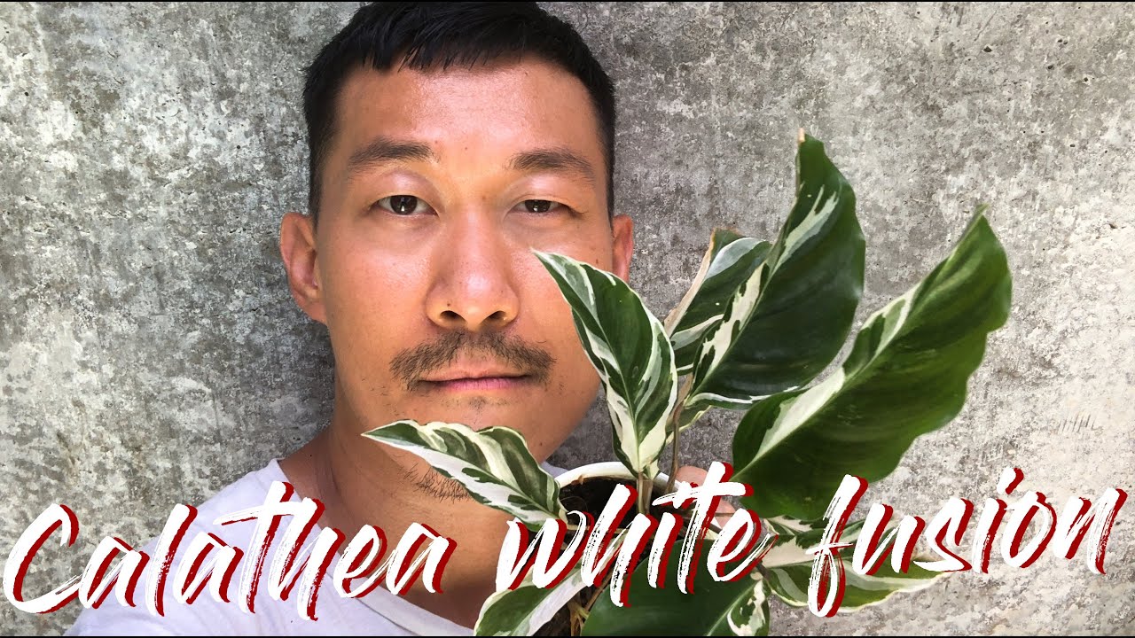 Calathea white fusion plant care and propagation