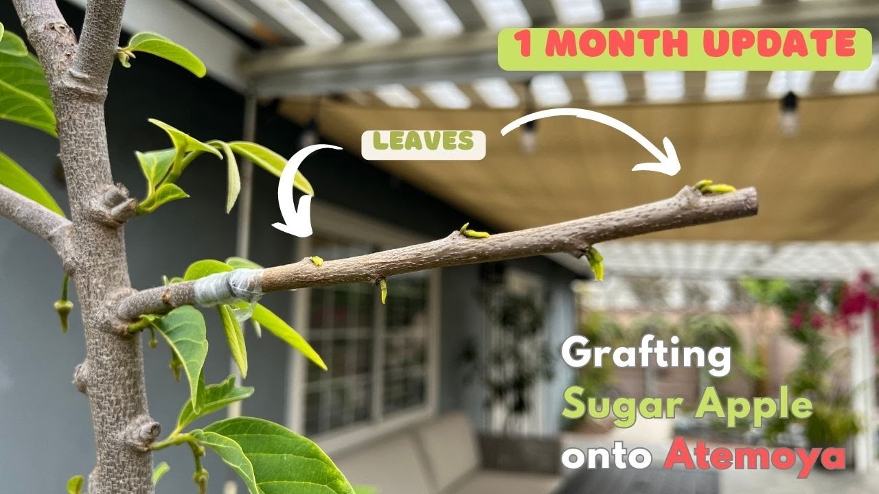 Grafting Sugar Apple onto Atemoyas - One Month Update