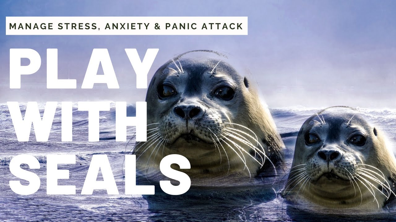Relaxing Seal Video For Anxiety, Stress, Panic Attack, Depression, Meditation | Soothing Sleep Music