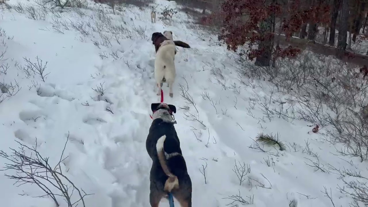 Friday dog trail 2/6/26