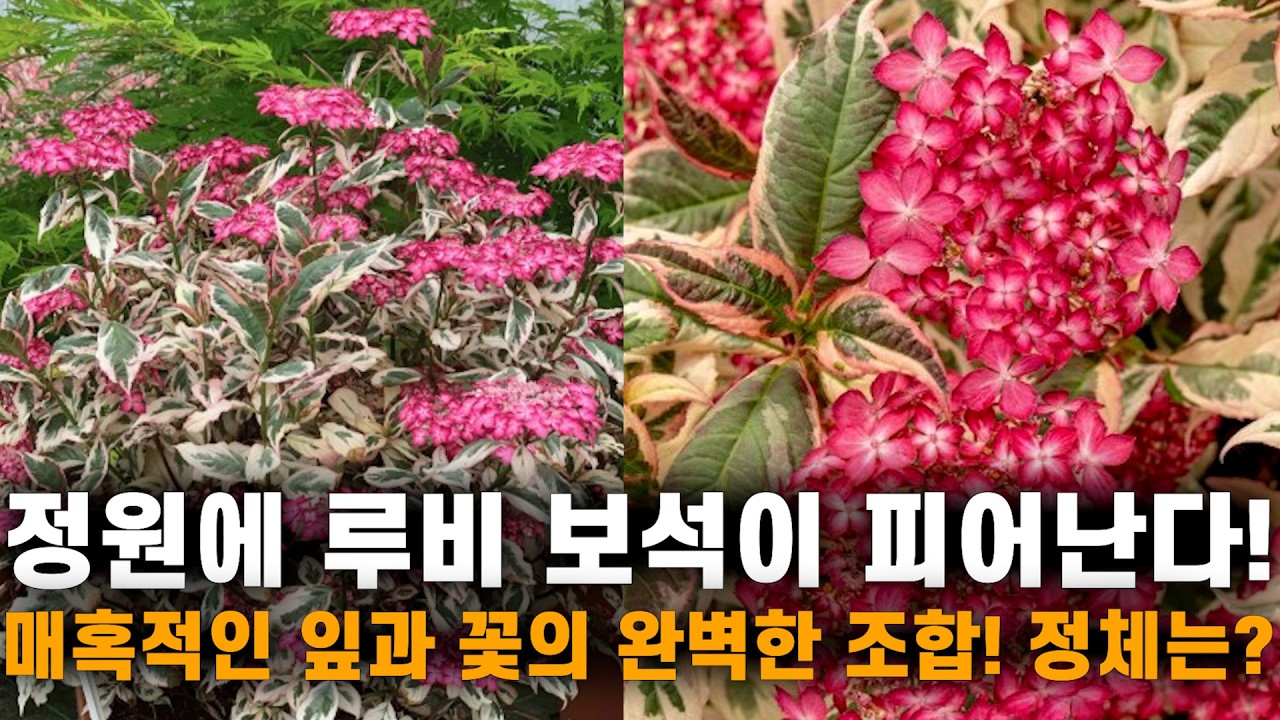 이거 하나 심어서 정원에 보석이 주렁주렁?? 매혹적인 루비레드 컬러의 꽃!! 계속 변하는 쓰리컬러 무늬의 환상적인 잎!! 귀하고 아름다운 새로운 품종!! 무늬산수국 유포리아핑크!!