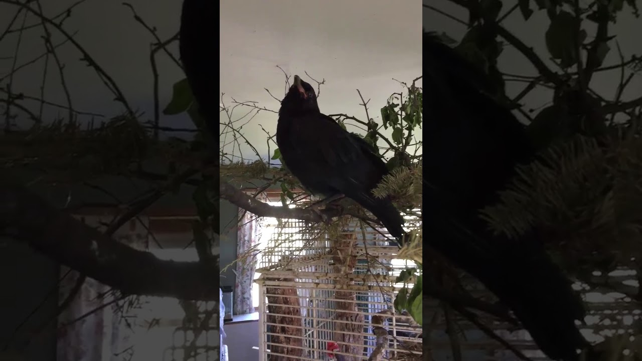 Crow with wildlife rehabber